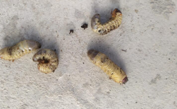 Radote baltų kirmėlių dirvoje? Štai kodėl jos pavojingos ir ką daryti Baltos kirmelės dirvoje.