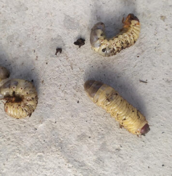 Radote baltų kirmėlių dirvoje? Štai kodėl jos pavojingos ir ką daryti Baltos kirmelės dirvoje.