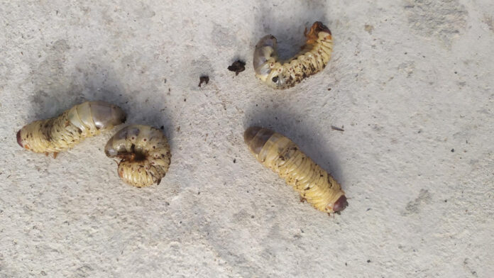 baltos-kirmeles-dirvoje Baltos kirmelės dirvoje.