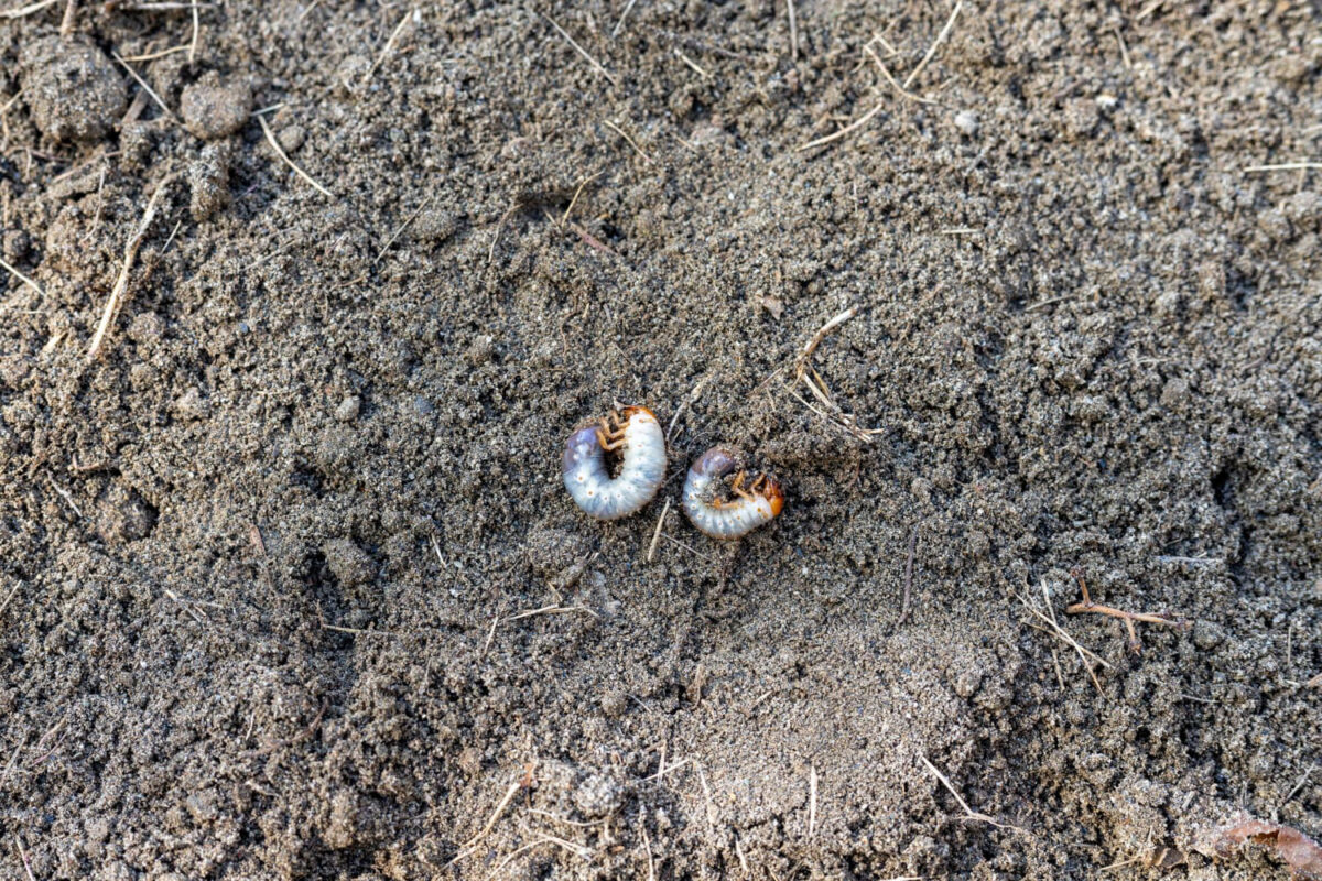 Baltos kirmelės dirvoje. Dar svarbiau nei jas naikinti yra neleisti joms sugrįžti.