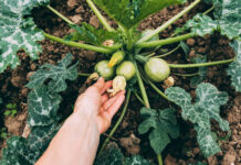 Cukinijos žydi, bet vaisių nėra? Priežastis slypi ten, kur retas pasižiūri Cukinijos be vaisių.