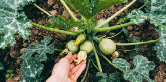 Cukinijos žydi, bet vaisių nėra? Priežastis slypi ten, kur retas pasižiūri Cukinijos be vaisių.