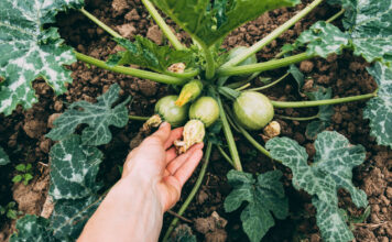 Cukinijos žydi, bet vaisių nėra? Priežastis slypi ten, kur retas pasižiūri Cukinijos be vaisių.