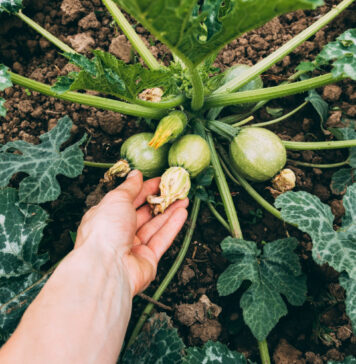 Cukinijos žydi, bet vaisių nėra? Priežastis slypi ten, kur retas pasižiūri Cukinijos be vaisių.