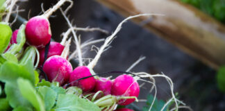 Pasėkite dabar – po kelių dienų daržas jau žaliuos masiškai Greitai dygstančios daržovės.