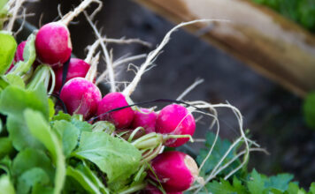 Pasėkite dabar – po kelių dienų daržas jau žaliuos masiškai Greitai dygstančios daržovės.