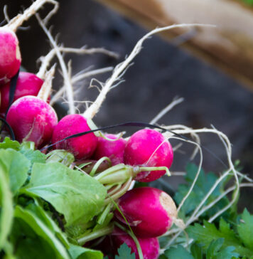 Pasėkite dabar – po kelių dienų daržas jau žaliuos masiškai Greitai dygstančios daržovės.