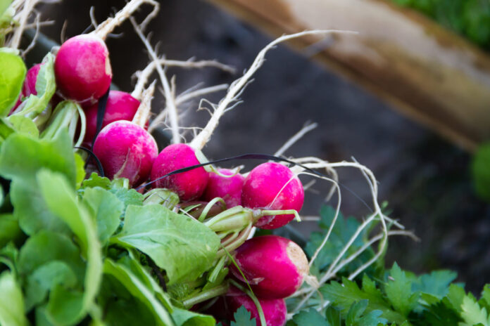 greitai-dygstancios-darzoves Greitai dygstančios daržovės.