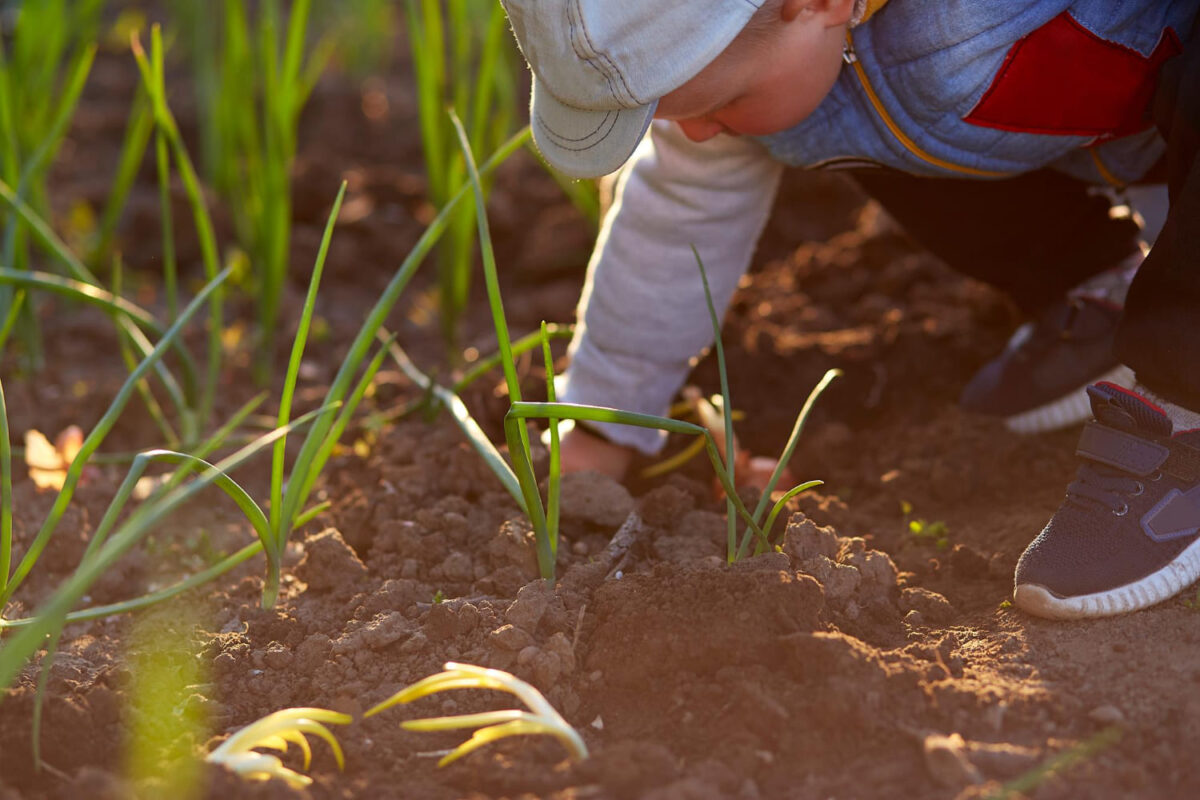 Kada sodinti svogūnus lauke. Berniukas tikrina svogūnus.