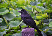 Varnos darže? Viena klaida jas tik dar labiau įsiutina Kaip apsaugoti daržą nuo varnų.