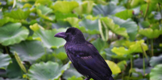 Varnos darže? Viena klaida jas tik dar labiau įsiutina Kaip apsaugoti daržą nuo varnų.