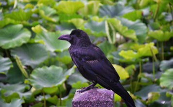 Varnos darže? Viena klaida jas tik dar labiau įsiutina Kaip apsaugoti daržą nuo varnų.