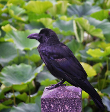 Varnos darže? Viena klaida jas tik dar labiau įsiutina Kaip apsaugoti daržą nuo varnų.