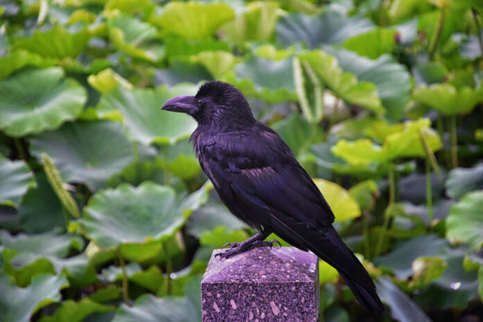 kaip-apsaugoti-darza-nuo-varnu Kaip apsaugoti daržą nuo varnų.