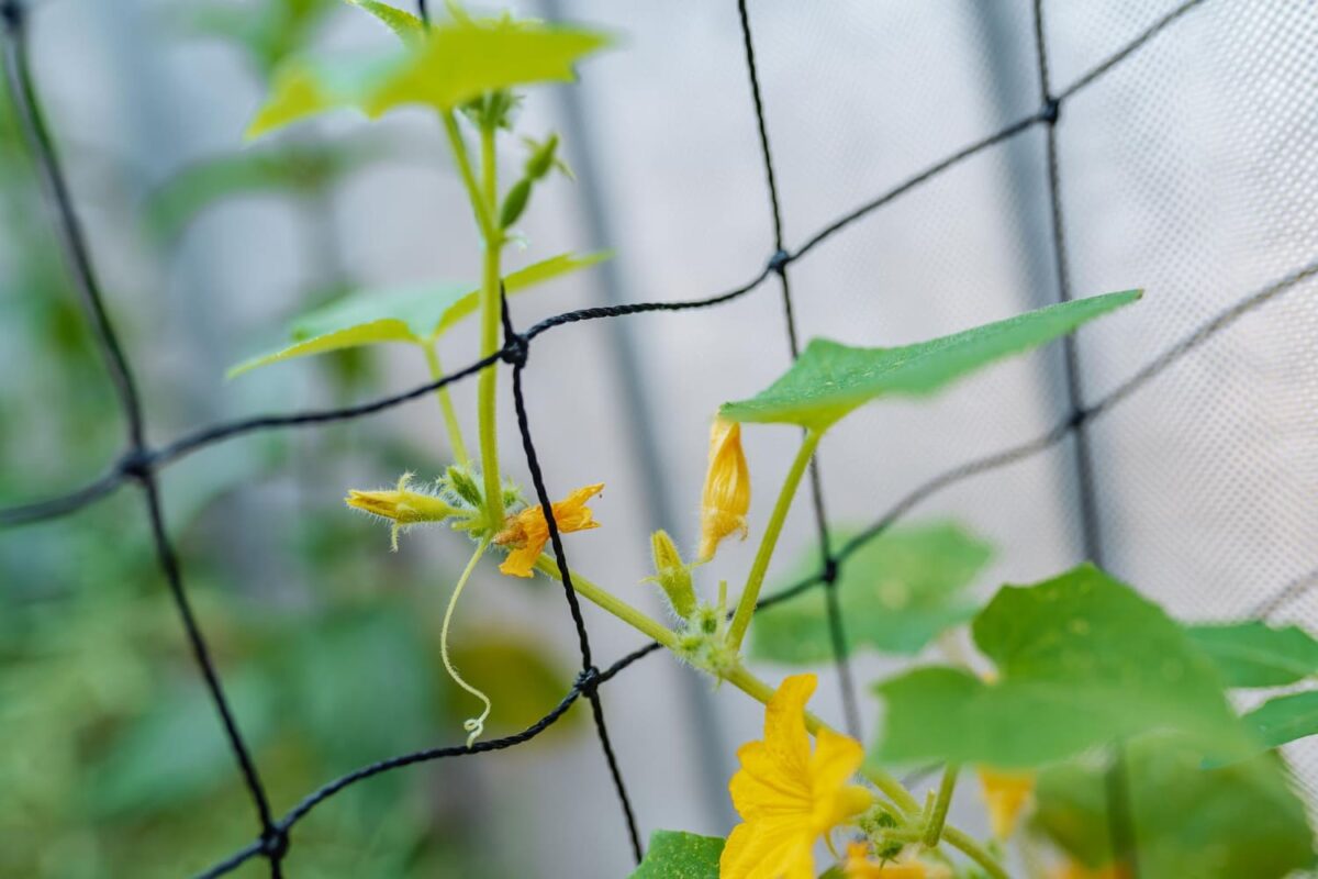 Kaip apsaugoti daržą nuo varnų. Fonas darže.