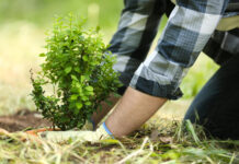 Kaip išsirinkti augalus: klaidos, kurios gali kainuoti visą sezoną Kaip išsirinkti augalus.
