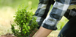 Kaip išsirinkti augalus: klaidos, kurios gali kainuoti visą sezoną Kaip išsirinkti augalus.