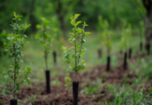 Nusipirkote augalą ir jis nudžiūvo? Štai ką būtina patikrinti prieš perkant Kaip patikrinti ar augalas sveikas.