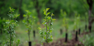 Nusipirkote augalą ir jis nudžiūvo? Štai ką būtina patikrinti prieš perkant Kaip patikrinti ar augalas sveikas.