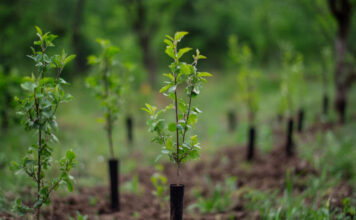 Nusipirkote augalą ir jis nudžiūvo? Štai ką būtina patikrinti prieš perkant Kaip patikrinti ar augalas sveikas.