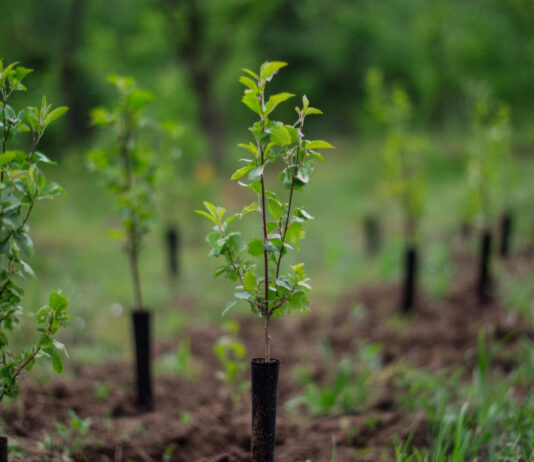 Nusipirkote augalą ir jis nudžiūvo? Štai ką būtina patikrinti prieš perkant Kaip patikrinti ar augalas sveikas.