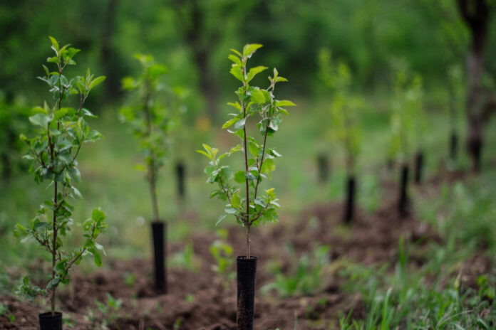 kaip-patikrinti-ar-augalas-sveikas-medeliai Kaip patikrinti ar augalas sveikas.