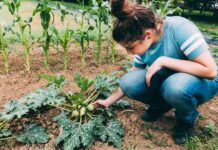 Norite geresnio derliaus? Pradėkite nuo šios paprastos daržo taisyklės Kas yra sėjomaina.