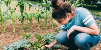 Norite geresnio derliaus? Pradėkite nuo šios paprastos daržo taisyklės Kas yra sėjomaina.