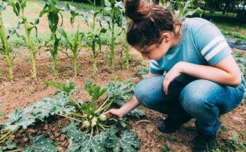 Norite geresnio derliaus? Pradėkite nuo šios paprastos daržo taisyklės Kas yra sėjomaina.