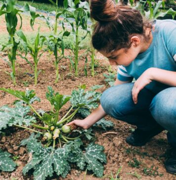 Norite geresnio derliaus? Pradėkite nuo šios paprastos daržo taisyklės Kas yra sėjomaina.