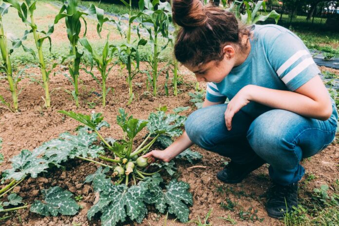 kas-yra-sejomaina Kas yra sėjomaina.