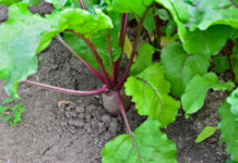 Per tankiai pasėti burokėliai neduos derliaus: štai kiek vietos jiems reikia Kiek vietos reikia sodinant burokėlius eilėse.