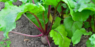 Per tankiai pasėti burokėliai neduos derliaus: štai kiek vietos jiems reikia Kiek vietos reikia sodinant burokėlius eilėse.