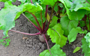 Per tankiai pasėti burokėliai neduos derliaus: štai kiek vietos jiems reikia Kiek vietos reikia sodinant burokėlius eilėse.