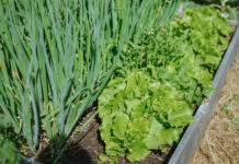 Kirmėlės svogūnų laiškuose? Štai kaip jas iškrapštyti be jokių nuodų Kirmelės svogūnų laiškuose.