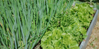 Kirmėlės svogūnų laiškuose? Štai kaip jas iškrapštyti be jokių nuodų Kirmelės svogūnų laiškuose.