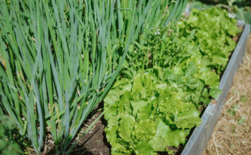 Kirmėlės svogūnų laiškuose? Štai kaip jas iškrapštyti be jokių nuodų Kirmelės svogūnų laiškuose.