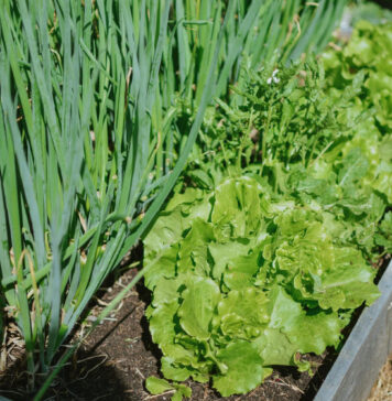Kirmėlės svogūnų laiškuose? Štai kaip jas iškrapštyti be jokių nuodų Kirmelės svogūnų laiškuose.