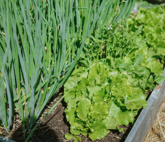 Kirmėlės svogūnų laiškuose? Štai kaip jas iškrapštyti be jokių nuodų Kirmelės svogūnų laiškuose.