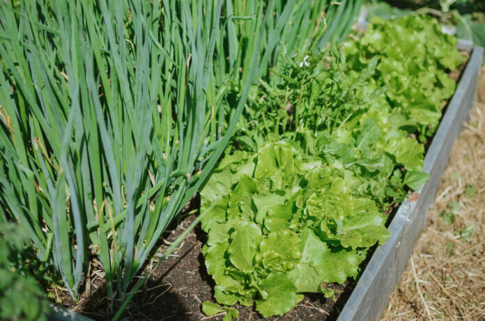 kirmeles-svogunu-laiskuose Kirmelės svogūnų laiškuose.