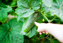 Kodėl jūsų agurkai kartūs ir kaip to išvengti visam laikui Kodėl agurkai būna kartūs.
