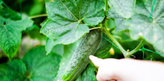 Kodėl jūsų agurkai kartūs ir kaip to išvengti visam laikui Kodėl agurkai būna kartūs.