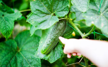 Kodėl jūsų agurkai kartūs ir kaip to išvengti visam laikui Kodėl agurkai būna kartūs.