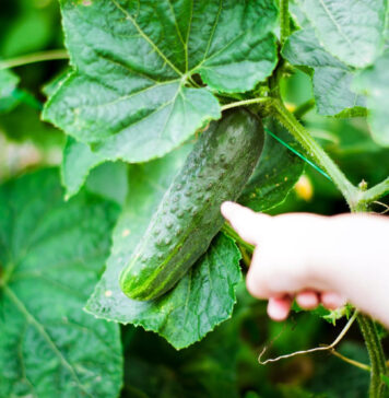 Kodėl jūsų agurkai kartūs ir kaip to išvengti visam laikui Kodėl agurkai būna kartūs.