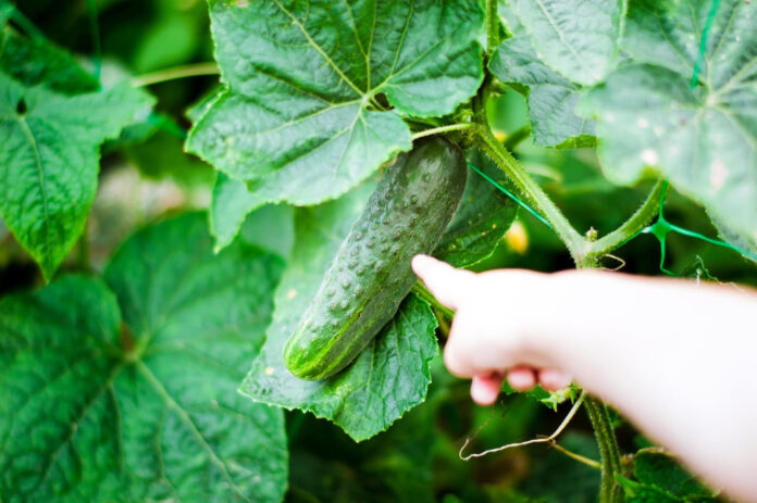 kodel-agurkai-buna-kartus Kodėl agurkai būna kartūs.