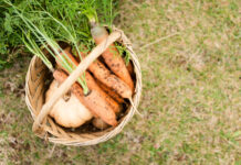 Kokiu atstumu sodinti morkas? Ši klaida išaugina kreivas ir smulkias šaknis Kokiu atstumu sodinti morkas.
