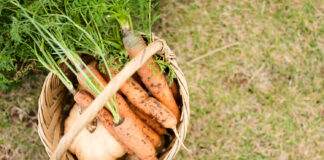Kokiu atstumu sodinti morkas? Ši klaida išaugina kreivas ir smulkias šaknis Kokiu atstumu sodinti morkas.