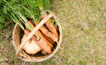 Kokiu atstumu sodinti morkas? Ši klaida išaugina kreivas ir smulkias šaknis Kokiu atstumu sodinti morkas.