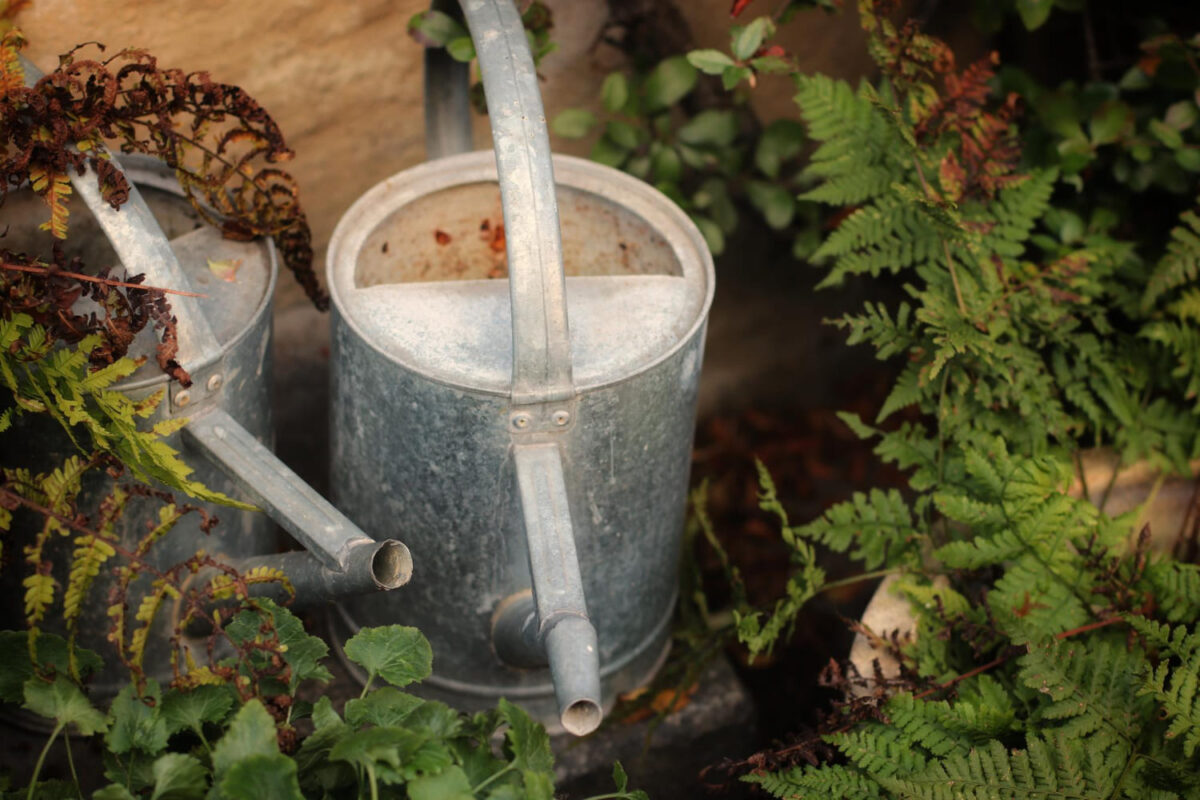 Krenta agurkų žiedai. Laistytuvas.