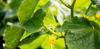 Krenta agurkų žiedai ir nėra derliaus? Pasirodo, priežastis paprasta Krenta agurkų žiedai.